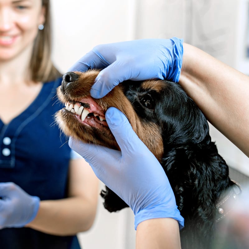 Dental Care, Rothesay Vet