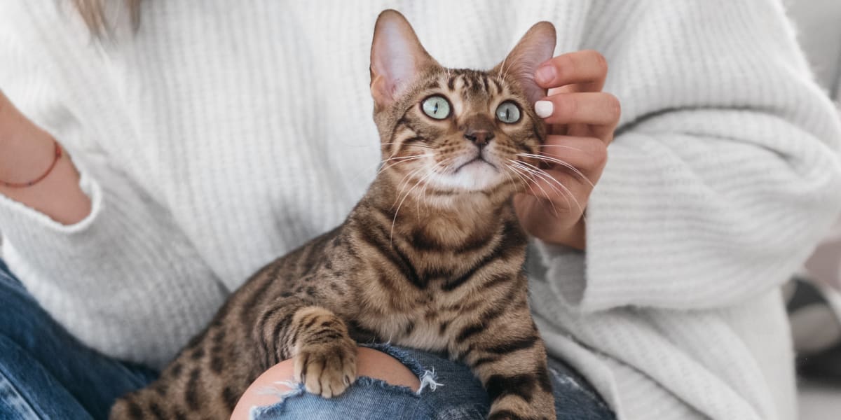 Full-Service Pet Care