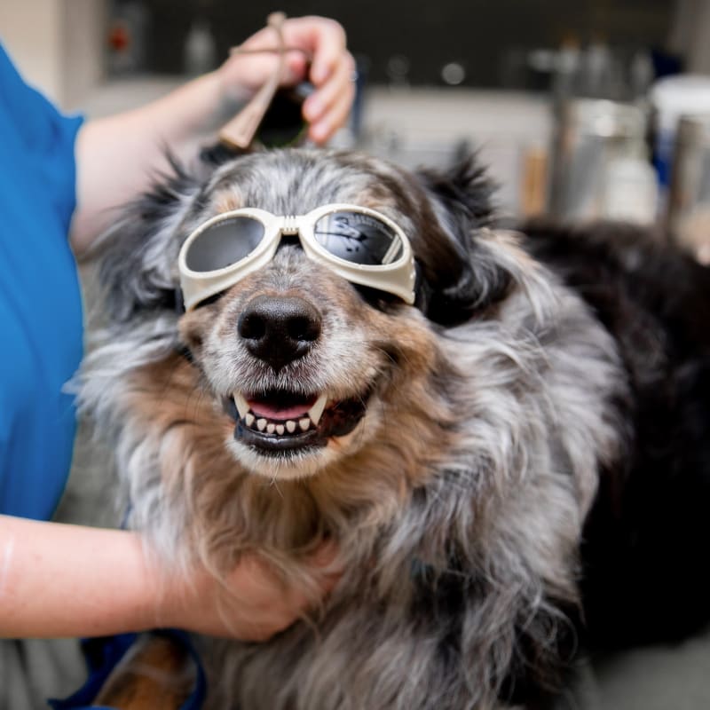 Cold Laser Therapy for Dogs, Veterinary Cold Laser Therapy